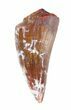 Phytosaur Anterior Tooth - Arizona #62394-2